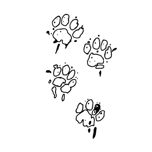 paw prints Thumbnail