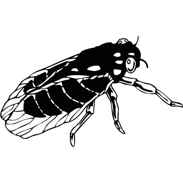 cicada Thumbnail