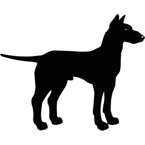 manchester terrier Thumbnail