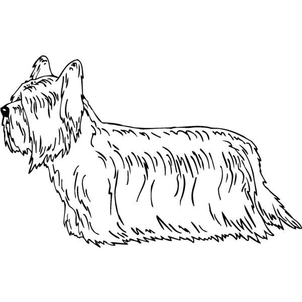 skye terrier Thumbnail