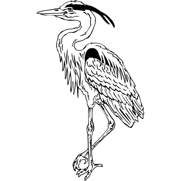 great heron Thumbnail
