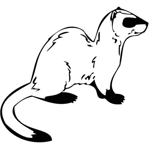 ferret Thumbnail