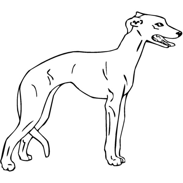 whippet Thumbnail