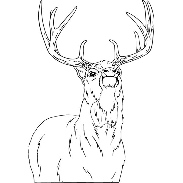 buck Thumbnail